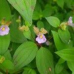 Image result for Melastomastrum