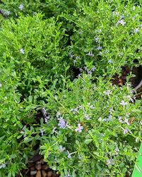 Image result for Freylinia