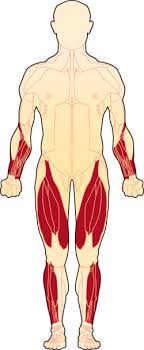 Muscles in the body there are around 640 skeletal muscles within the typical human body. Diseases Ibm Top Level Muscular Dystrophy Association
