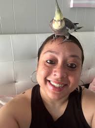 Lost: Cockatiel "Mongo" in Bartlesville, Oklahoma