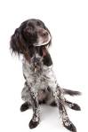Breed Profile: Small Munsterlander - Gun Dog