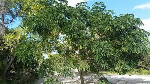 Image result for Albizia lebbeck