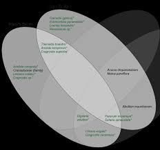 Image result for Lintonia nutans