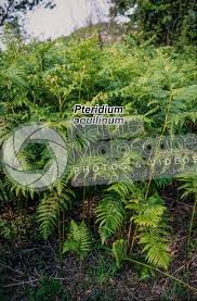 Image result for Pteridium