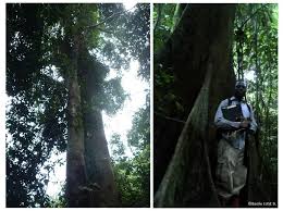 Image result for Cynometra alexandri