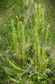 Image result for Indigofera subargentea