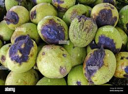 Image result for Walnut blight
