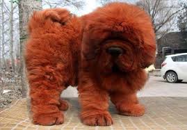 Tibetan mastiff puppies love a good friend and enjoy time spent with family. Tibetan Mastiff Kennel Dommichang 141 Photos Kennel Pastelli 3 51011 Tartu Tartu County Estonia