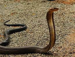 Naja Melanoleuca Forest Cobra Black And White Lipped Cobra Kwazulu Natal South Africa Snake Photos Reptile Snakes Reptiles