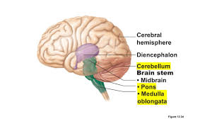 Cerebral Hemisphere Diencephalon Cerebellum Brain Stem Midbrain 1280x720 Jpeg