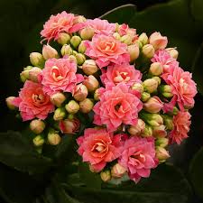 Kalanchoe Kalanchoe Flowers Flowers Planting Flowers