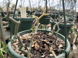 Image result for Persicaria madagascariensis