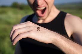 Image result for yellow sac spider bite skin