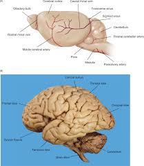Related online courses on physioplus. Anatomy Of Mouse Brain Anatomy Drawing Diagram