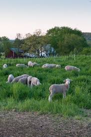 Merinos Koyunu Yem Bitkileri Cim Tohumu Halep Kecileri Cim Keciler Hayvanlar