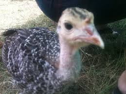 Maria's giant heritage standard bronze turkey of exhibition quality. Difference Between Bronze And Double Breasted Bronze Turkeys Backyard Chickens Learn How To Raise Chickens