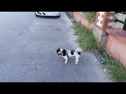 Bodo In Alanya Youtube In 2020 Villa Kaufen Alanya Villen