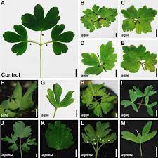 Balanced and unbalanced structures in plant leaves. Vegetative Phenotypes Of Prc2 Vigs Treated Plants A Aqans Treated Leaf Download Scientific Diagram