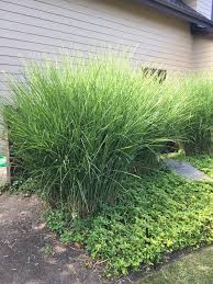 Grasses for the northwest are labeled as cool season and achieve the best results in cooler temperatures. Ornamental Grasses Of Puget Sound Nursery Blog Ornamental Grasses