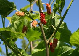 Image result for Morus indica