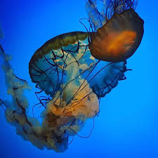 Photo From Nationalaquarium On Instagram By Hollydreamz Baltimore Aquarium Photo