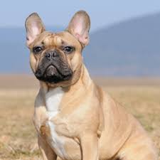 French bulldog is a small dog with a big heart who can bring a lot of happiness in your life. French Bulldog Grooming Bathing And Care Espree