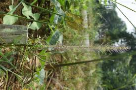 Image result for Perotis patens