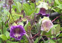 It doesn't tolerate frost and should be kept indoors during the winter in cooler regions. Cup And Saucer Vine Annual Vine The Morton Arboretum