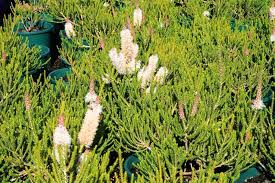 Image result for Melhania prostrata