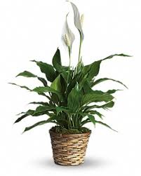 Add some freshness in your occasion using online flowers bouquet delivery in usa.choose from a wide range of freshest flower bouquets, mixed flowers bouquets and many more designed by our expert florist. Simply Elegant Spathiphyllum Small In West Palm Beach Fl Extra Touch Flowers
