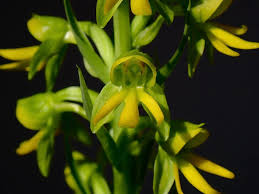 Image result for Habenaria cirrhata