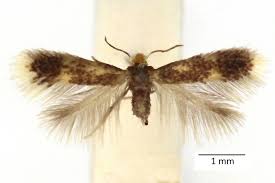 Image result for Stigmella floslactella