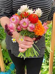 Once you know the dimensions of the cutting garden and the sun angles of the new bed, you can draw a design based on plant heights and bloom times. How To Create A Simple Beginner Cut Flower Garden Julia Dimakos