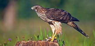 It is so beautiful to have the best lawn on amberly now! How To Get Rid Of Hawks And Keep Them Away From Chickens Cats And Dogs