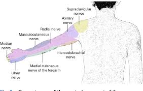 Image result for Axillary Nerve Block
