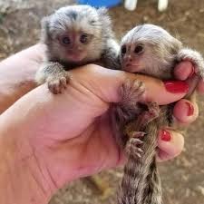 They weight a maximum of five pounds. Kuwait Ads For Pets Animals Other Free Classifieds Muamat