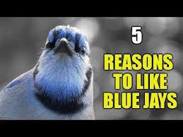 What Does It Mean When You See A Blue Jay Catch Them Easy In 2020 Blue Jays Blue Jay Meaning Blue Jay Bird