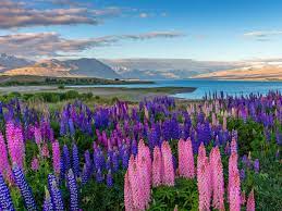These Photos Of Spring Flowers In Bloom Will Put You In A Good Mood Pictures Of Spring Flowers Lake Tekapo Spring Pictures