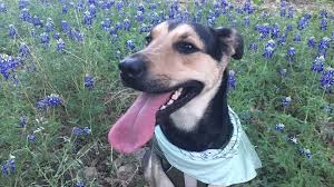 Best voted florists in waco, texas. Weather Forecast Windy Cold Front Comfortable Weekend