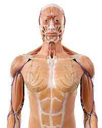 Check spelling or type a new query. Anatomy Upper Body Stock Illustrations 2 825 Anatomy Upper Body Stock Illustrations Vectors Clipart Dreamstime