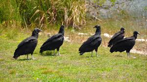 Even without seeing, you can recognize her by the familiar croaking. Vultures U S Fish Wildlife Service