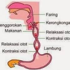 Fungsi Kerongkongan Pada Manusia Penjelasan Dan Gambarnya