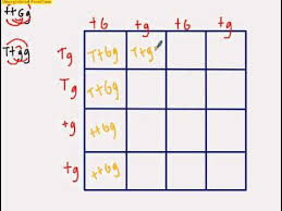 This video will show how to set up and solve everyone's favorite 16 square punnett square. Dihybrid Punnett Square Dihybrid Cross Punnett Squares Instruction Guide