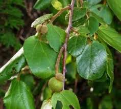 Image result for Grewia inaequilatera