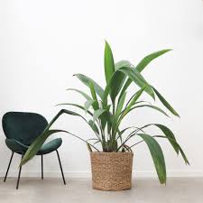 Wonderfully patterned foliage for a fabulous exotic look! Curculigo Latifolia 140 Cm