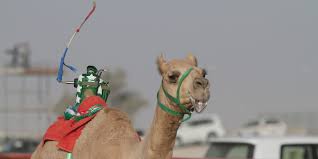 Though back then it was just a sport that brought all tribes together, for today, there is a camel racecourse in all 7 emirates of the uae. Sports And Heritage In The Uae Middle East Centre