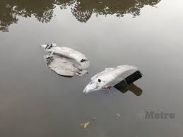 Ini menunjukkan, pencemaran di sungai cileungsi yang berasal dari limbah kimia pabrik di sekitar wilayah tersebut sudah terlalu berat. Pelbagai Spesis Ikan Mati Akibat Sungai Tercemar