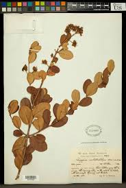 Image result for Eugenia malangensis