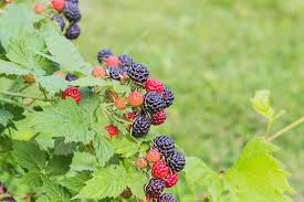 Image result for Rubus