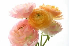 Check spelling or type a new query. Page 9 Pink Peonis Hd Wallpapers Free Download Wallpaperbetter
